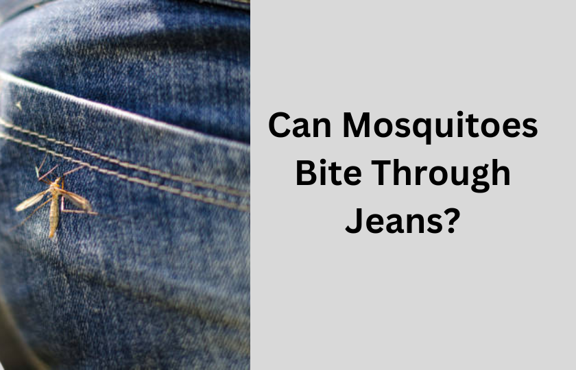 can mosquitoes bite through jeans Jeans Advice