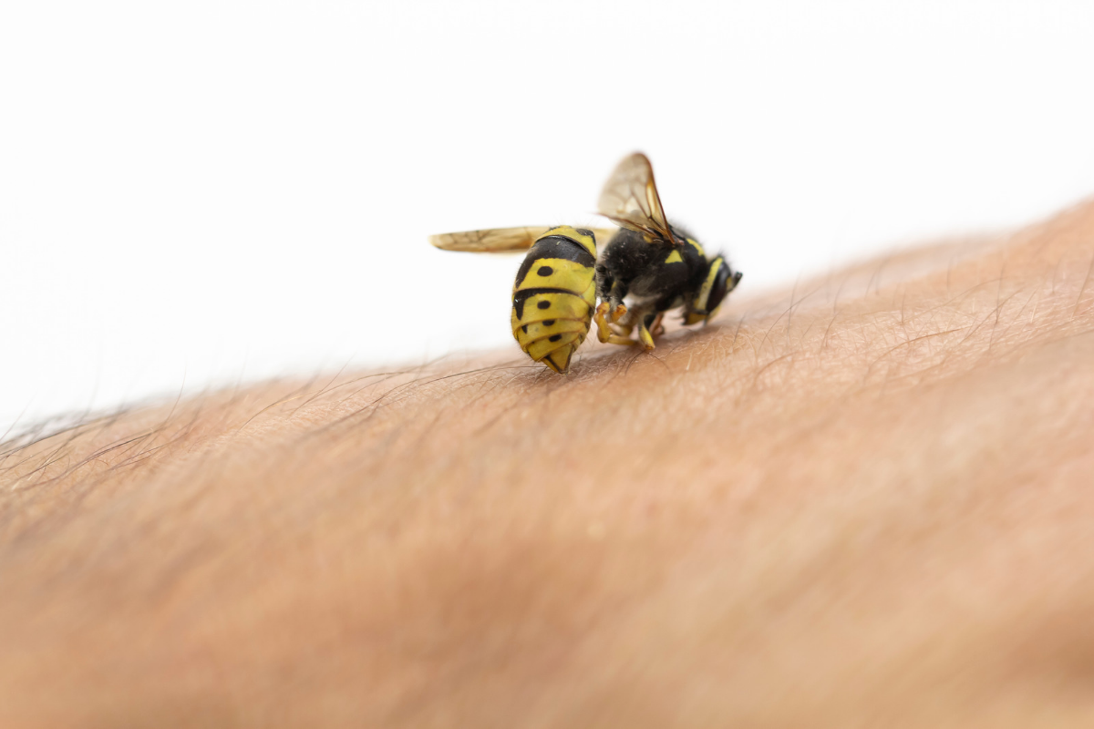 Bahaya sengatan lebah