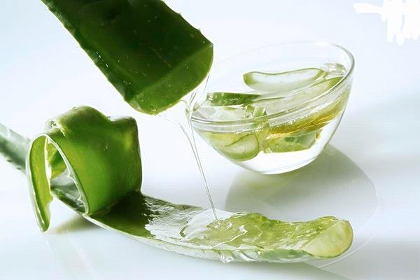 Aloe vera giúp duy trì độ ẩm tự nhiên cho làn da