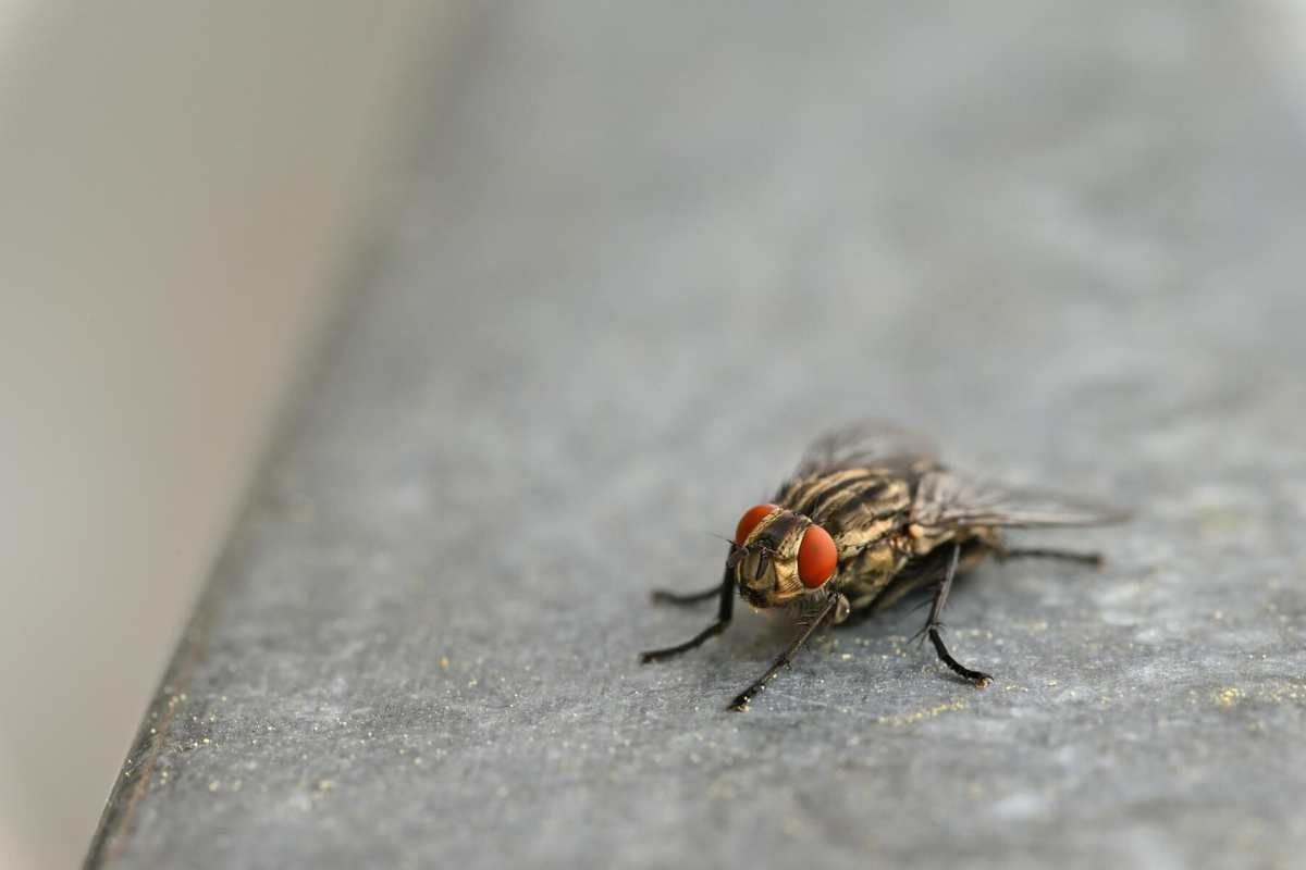Mengurangi Populasi Serangga di Rumah