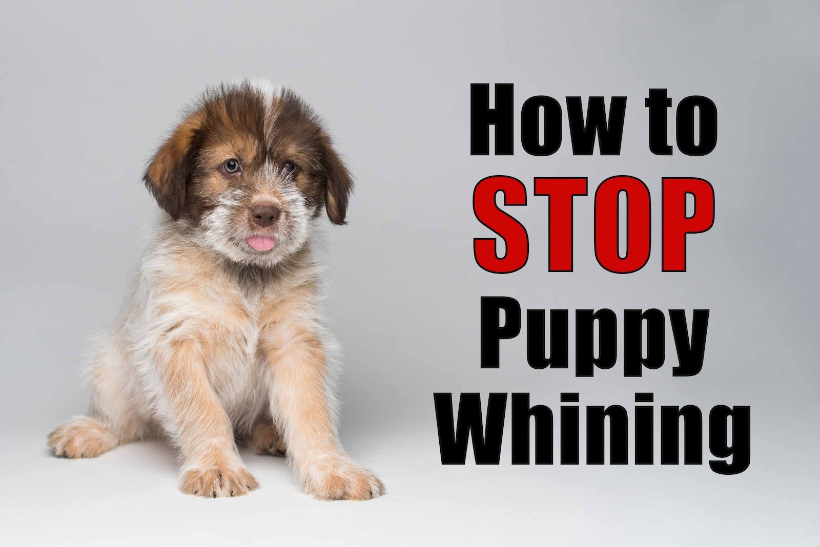 How to Keep Puppy from Whining in Crate at Night: Quiet Tips