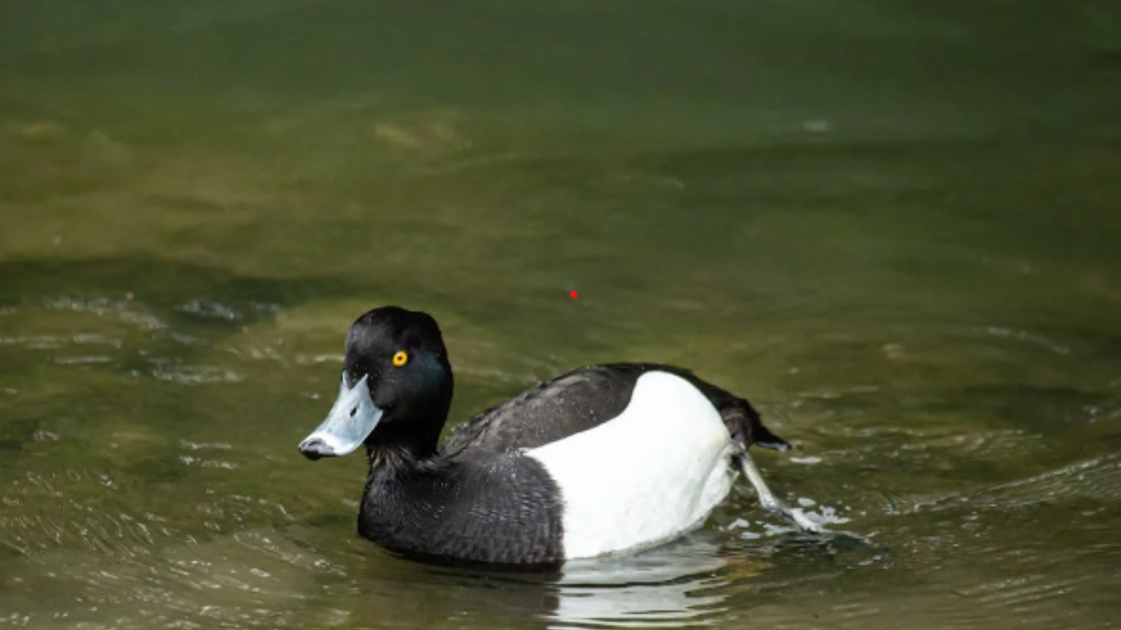 Duck names