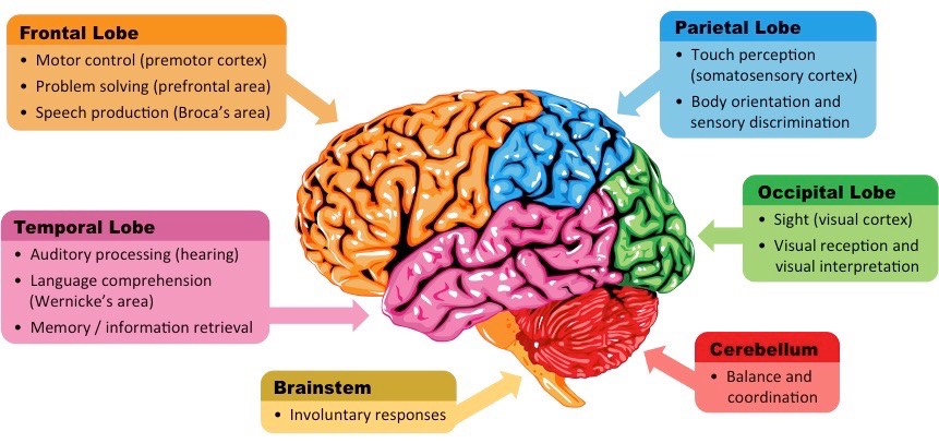 brain sections