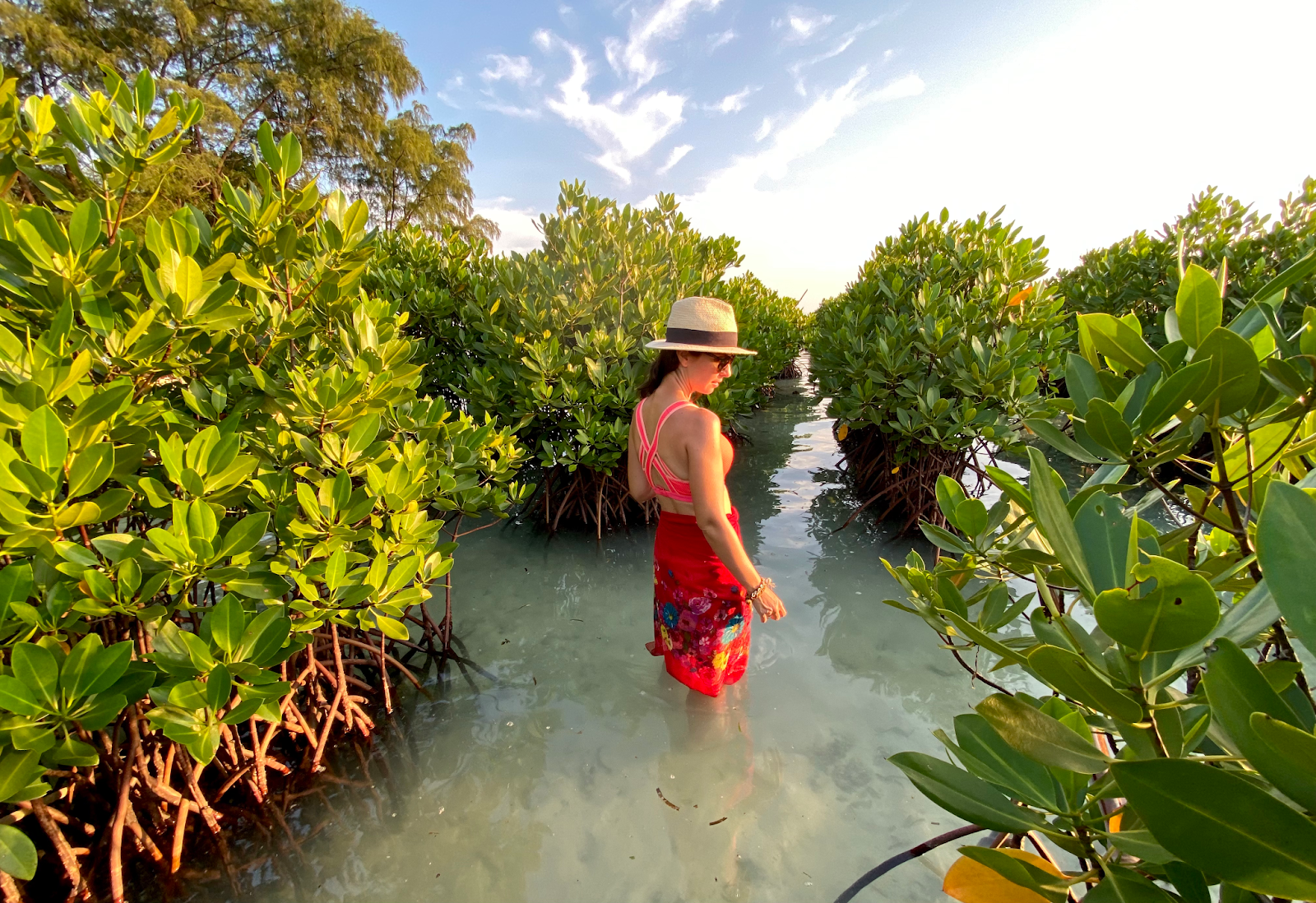 Labirin dari jajaran mangrove di Desa Laguna