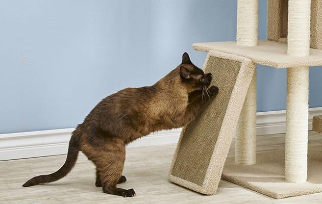 How to Get a Cat to Stop Scratching | Petco