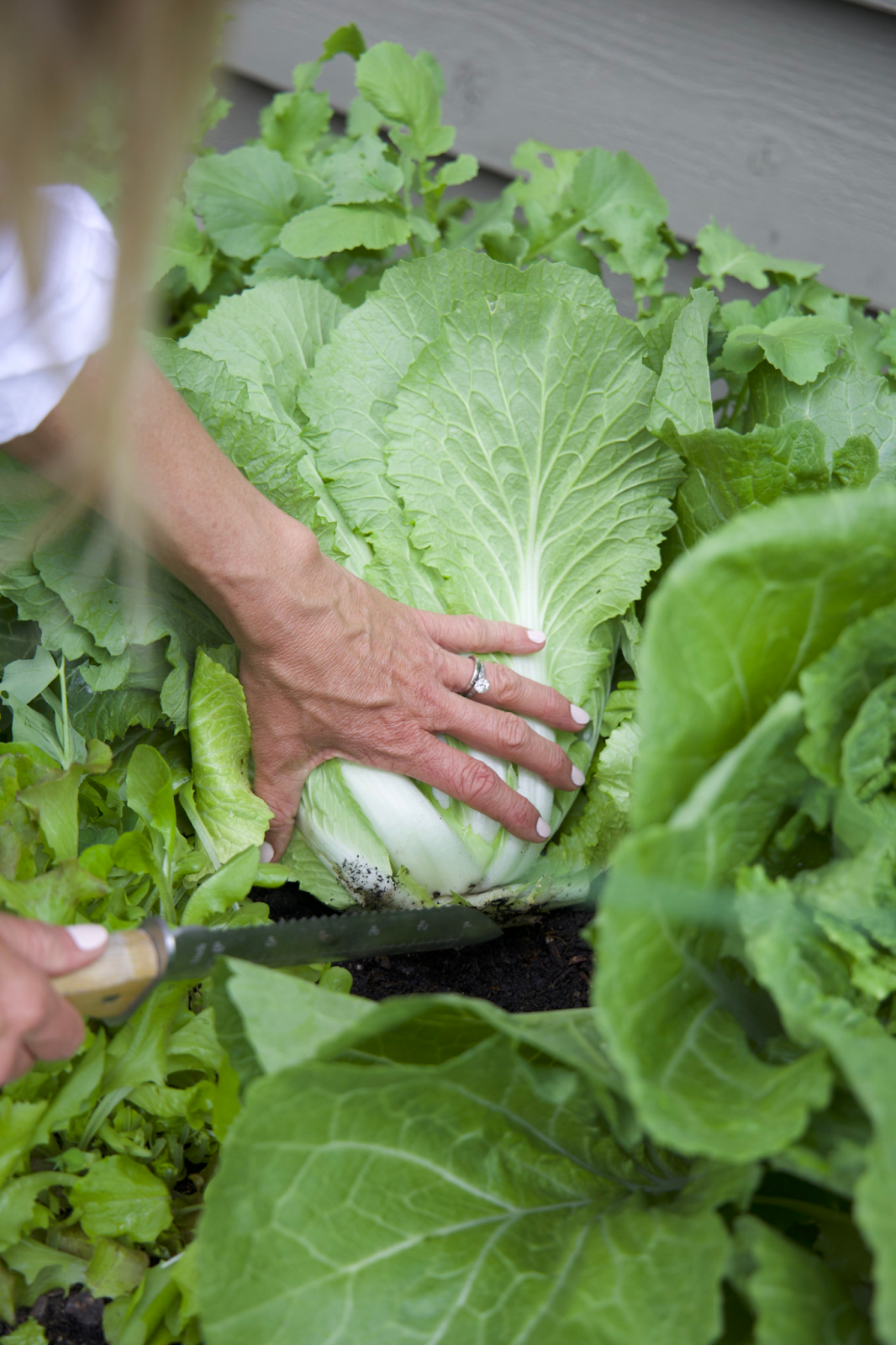 Head Lettuce Method