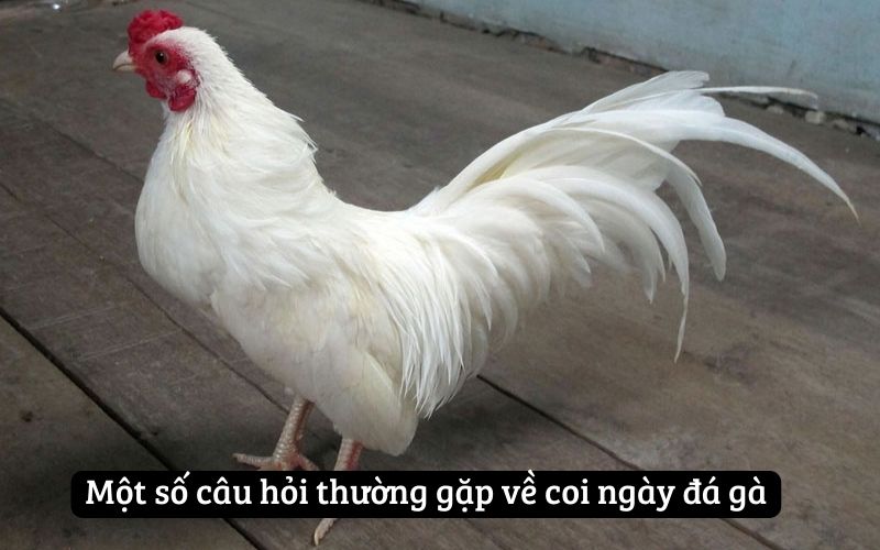 Một số câu hỏi thường gặp về coi ngày đá gà