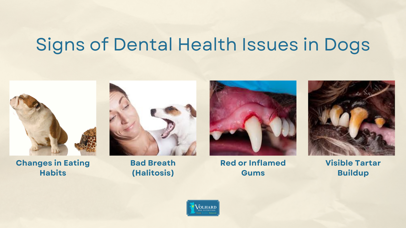 4 signs dental issues dogs
