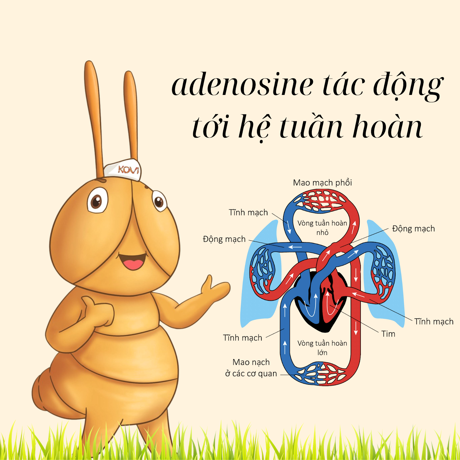 Adenosine tác động lên hệ thống tuần hoàn