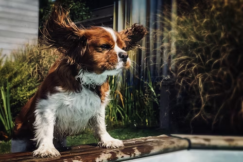 Waterproof Professional Dog Training Equipment