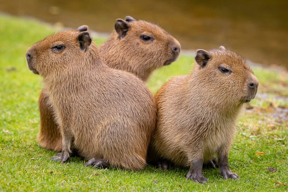 What States Are Capybaras Legal In