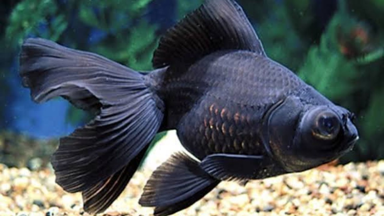 Lucky fish for aquarium: Black Moor Goldfish.