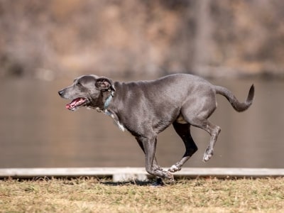 Over Running of Dog