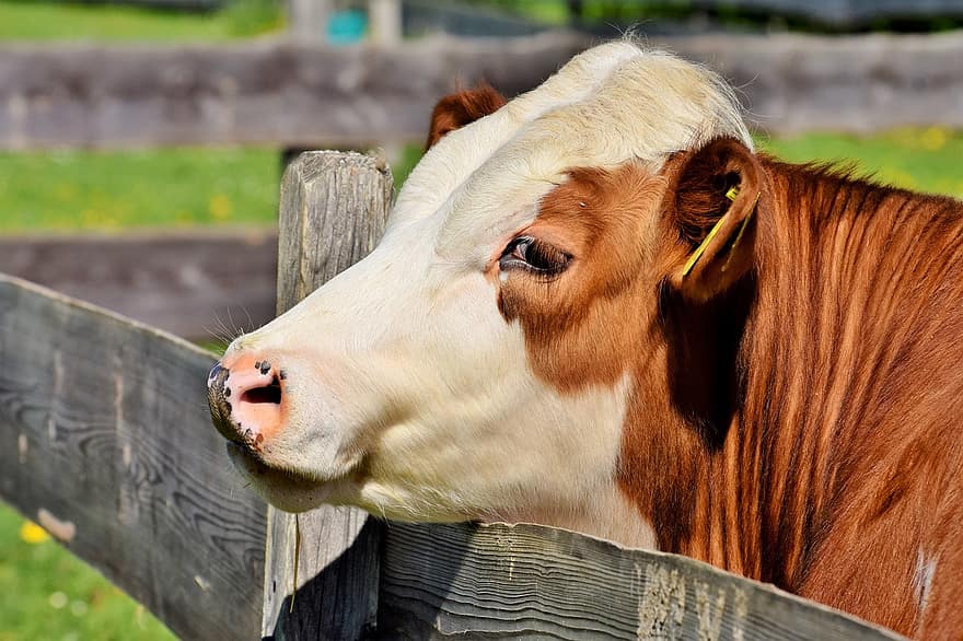 柵に頭をのせている、茶色の斑点がある乳牛の画像です。