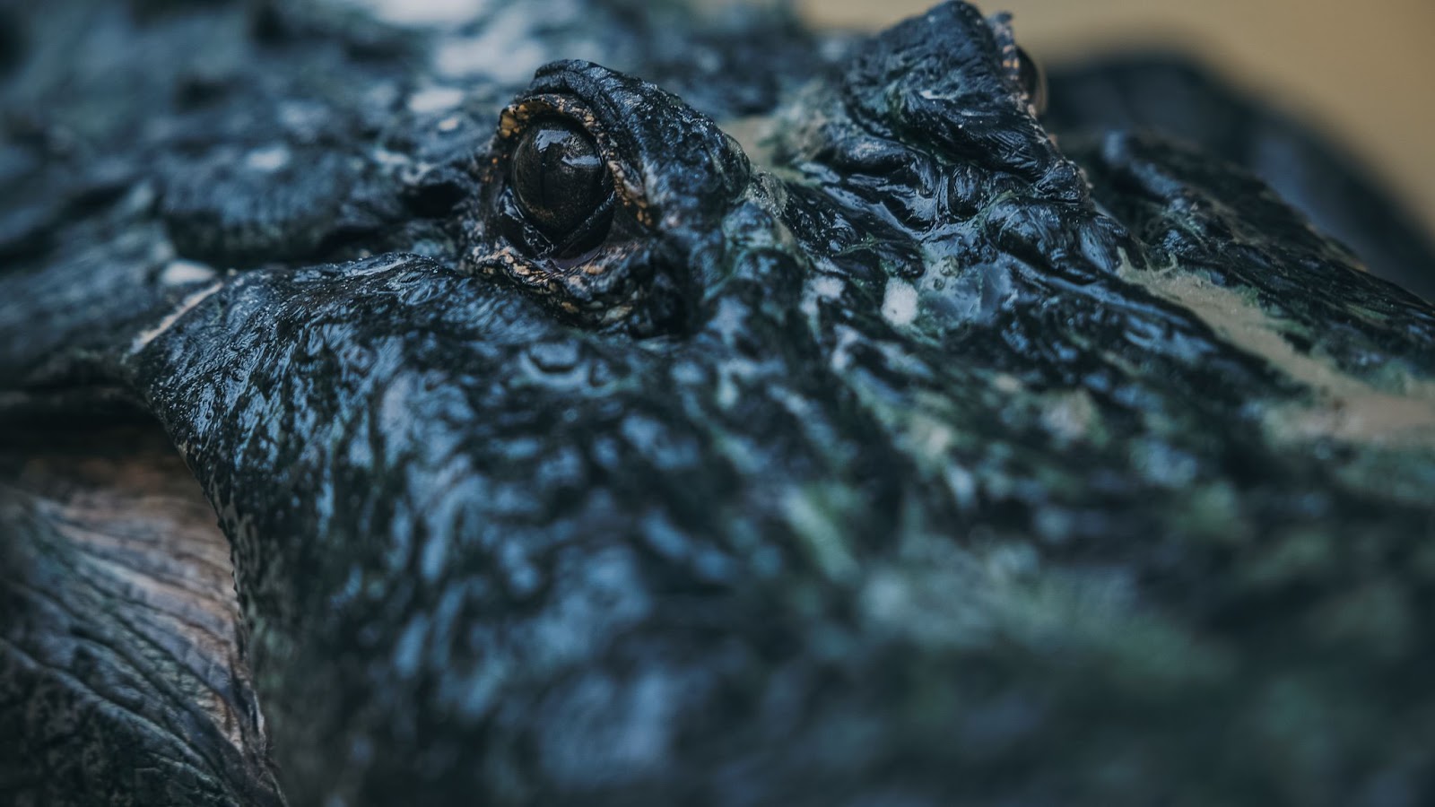 Close up of an alligators eyes at Wild Florida