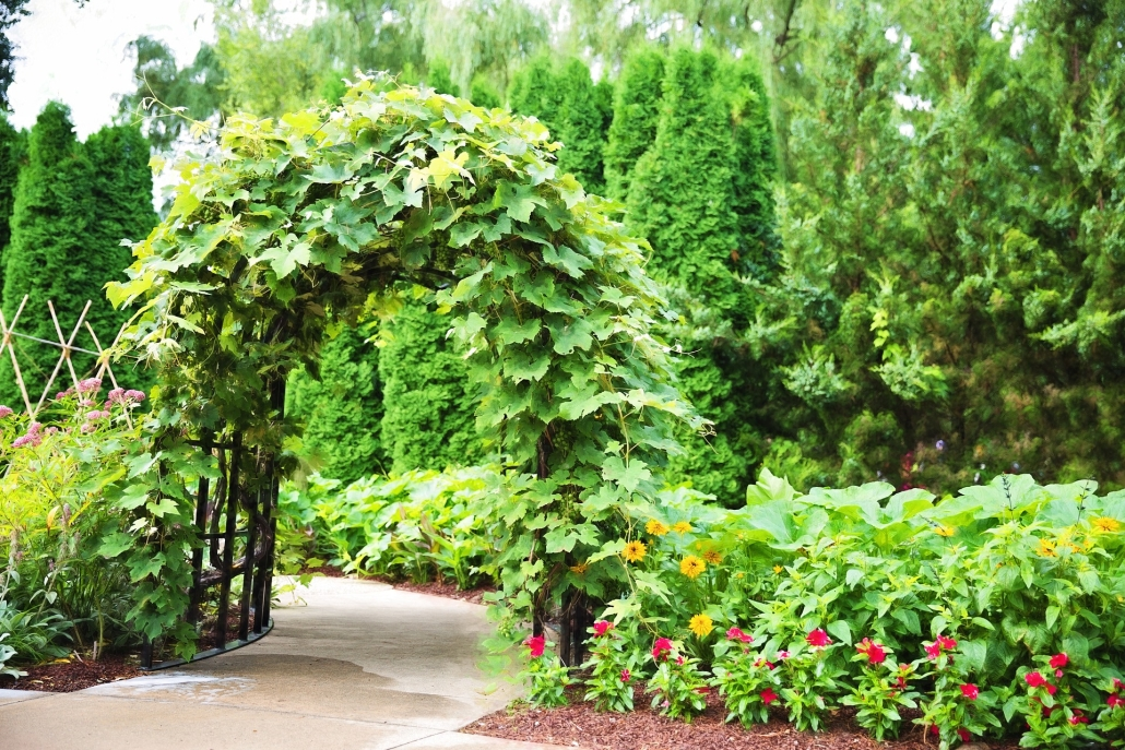 Plants To Grow On Arbors