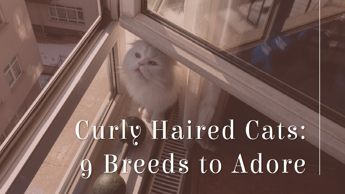 9 Breeds of Curly Haired Cat : Those With Looping Locks