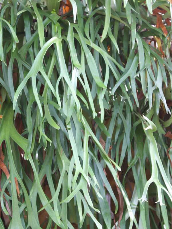 Silver Elkhorn Fern (Platycerium bifurcatum)