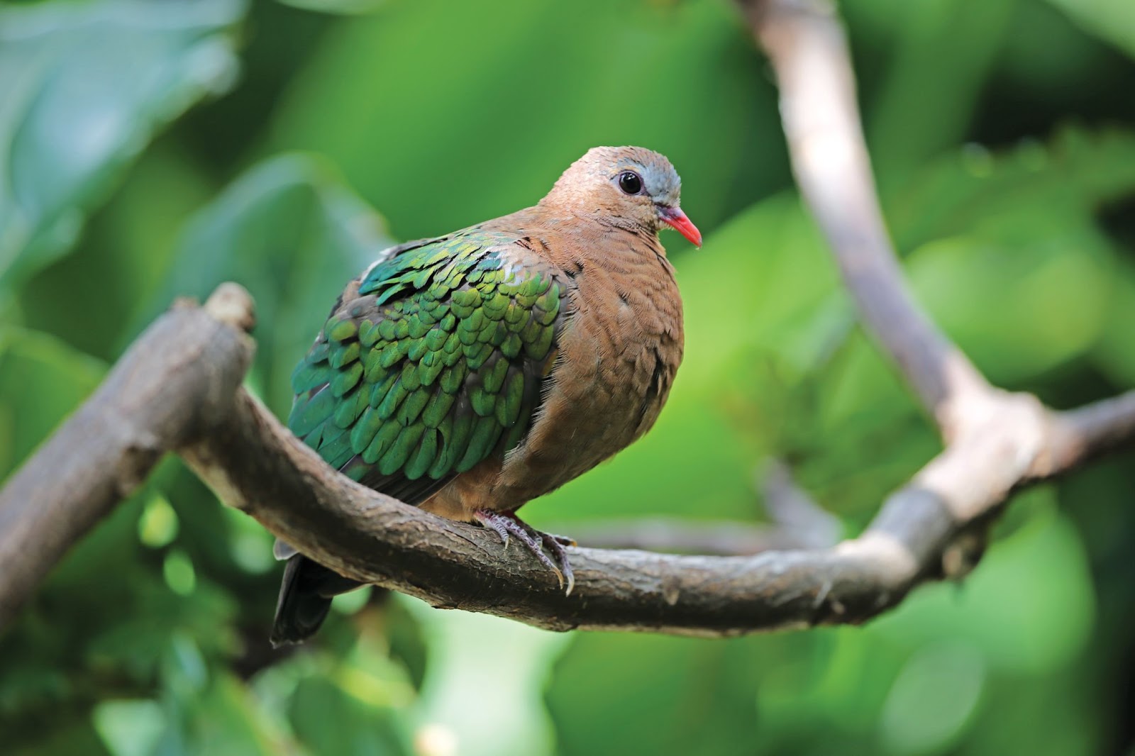 Exotic bird species nesting in mangroves of Wa Ale Island Resort