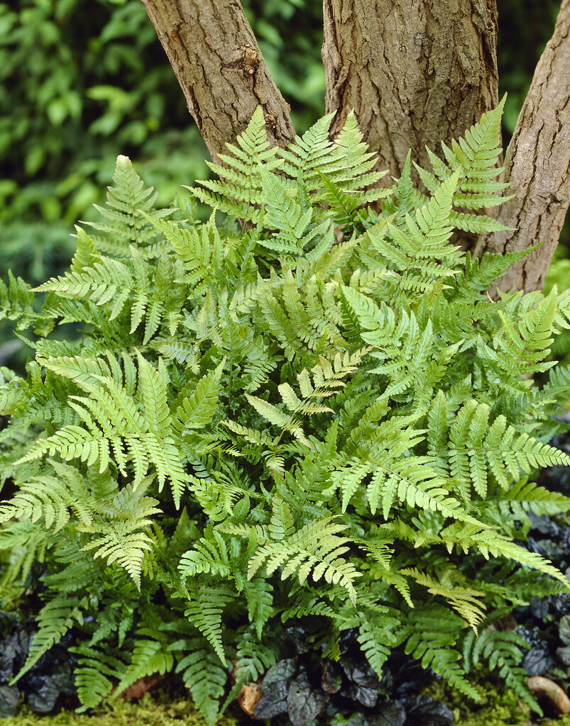 Copper Shield Fern (Dryopteris erythrosora)