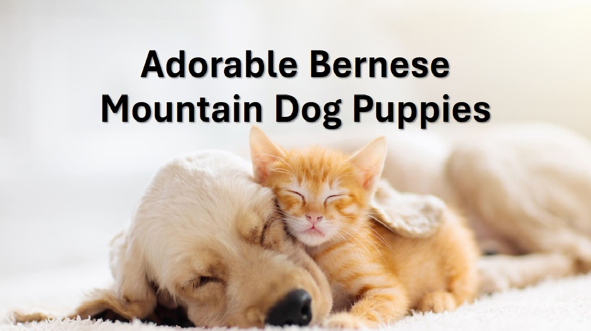 Bernese Mountain Dog Puppies: A Delightful Addition to Your Family