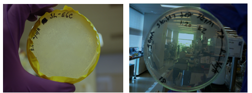 Text Box: Plate A shows microbial growth Plate B shows no visible colonies The above pictures show sterility certification of a genomic DNA preparation from a sewage-derived culture. Sample viability is determined by plating, incubating, and comparing the culture before gDNA extraction on plate A (positive control) with the gDNA prepared sample on Plate B. Following incubation: (a) Plate A shows a lawn of microbial growth, and (b) plate B shows no visible colonies and confirms sterility of the prepared sample. Source: Harry Beller, LBNL, JBEI (April 2011). Assessment of viability is often a component of the risk assessment and work process and determines biosafety containment level.