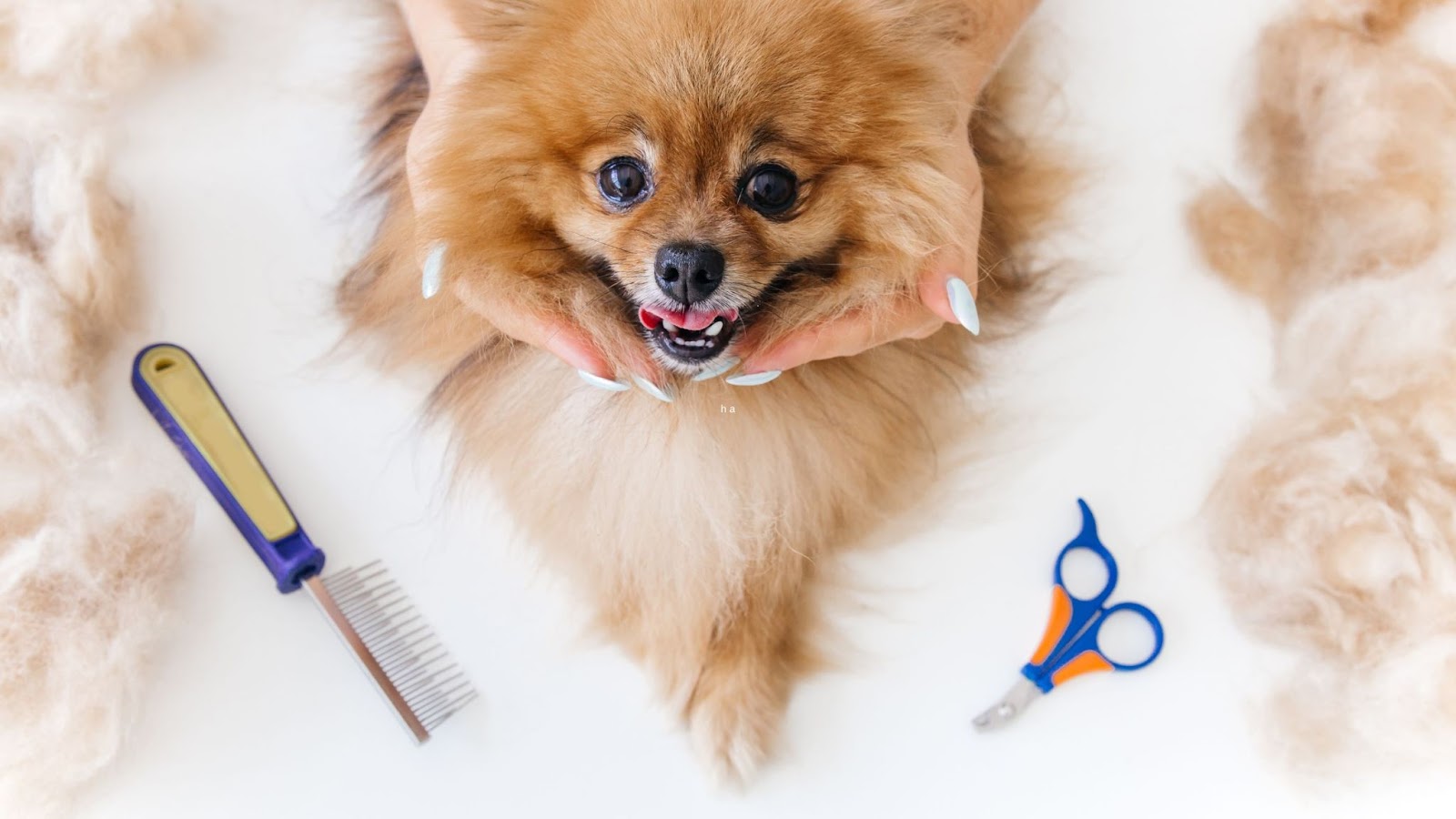 pomeranian dog on table for grooming how long does dog grooming take