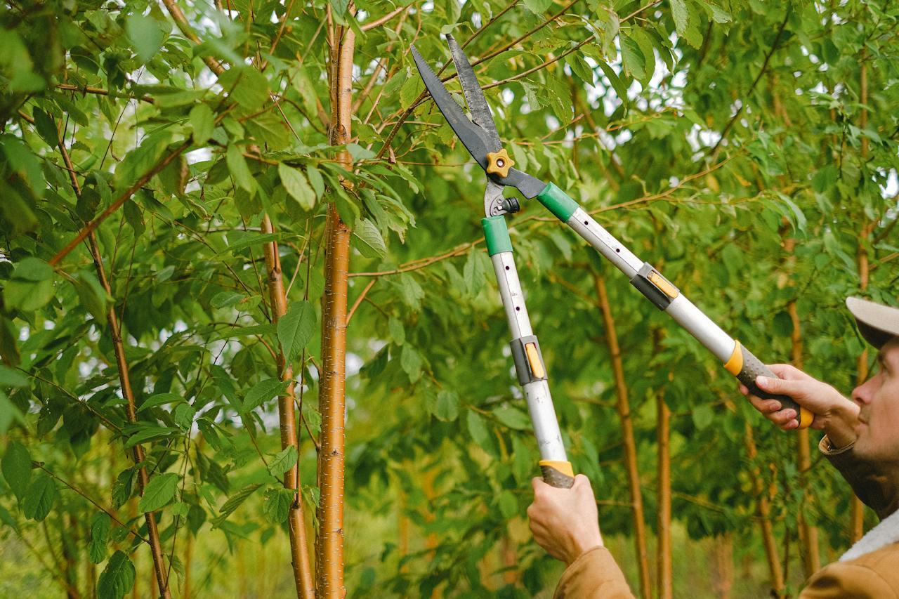 The Art of Tree Pruning: Types and Environmental Benefits 1