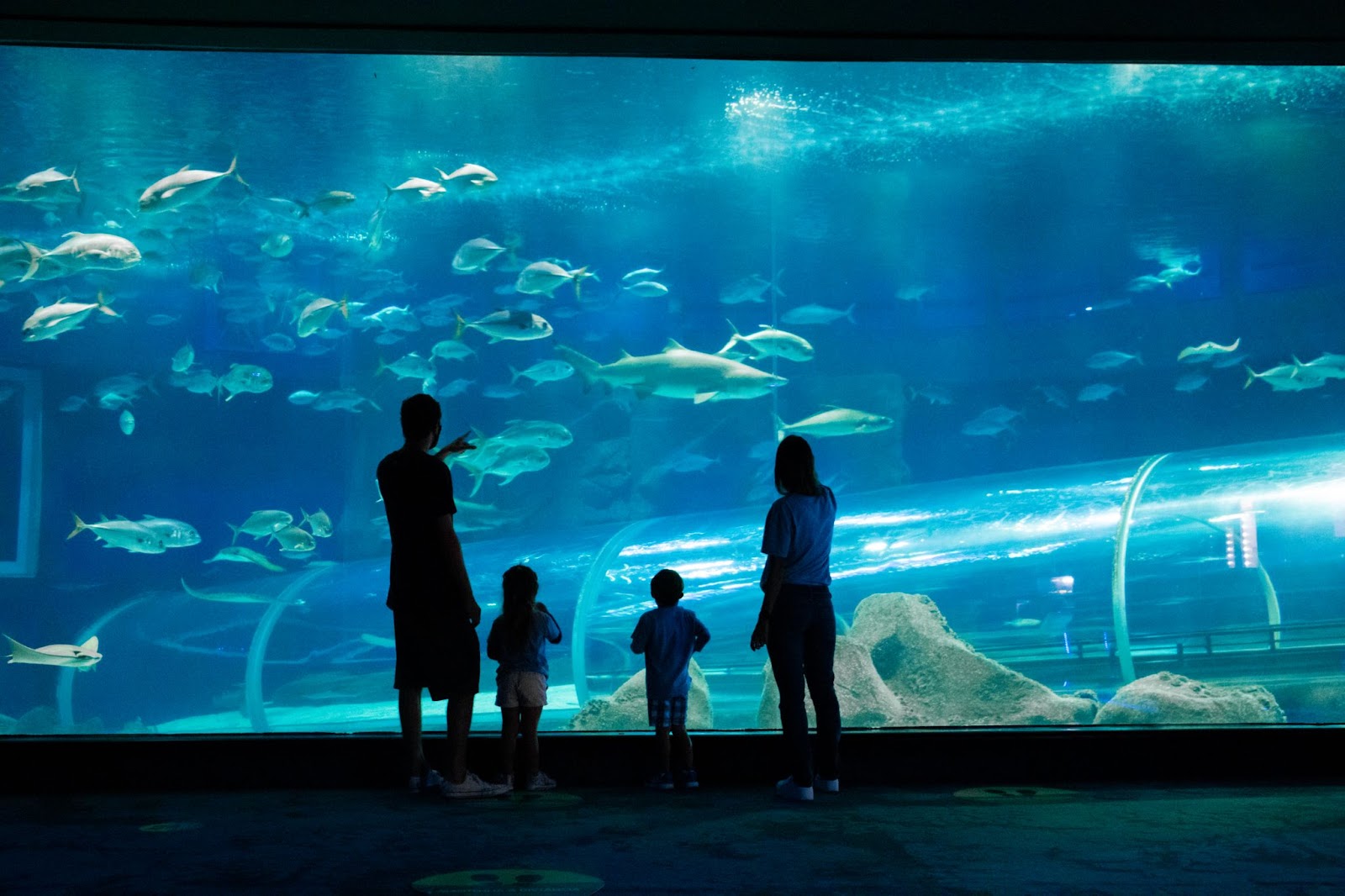 Uma família contemplando o Grande Painel do AquaRio, onde é possível avistar espécies de peixes e o famoso tubarão mangona.