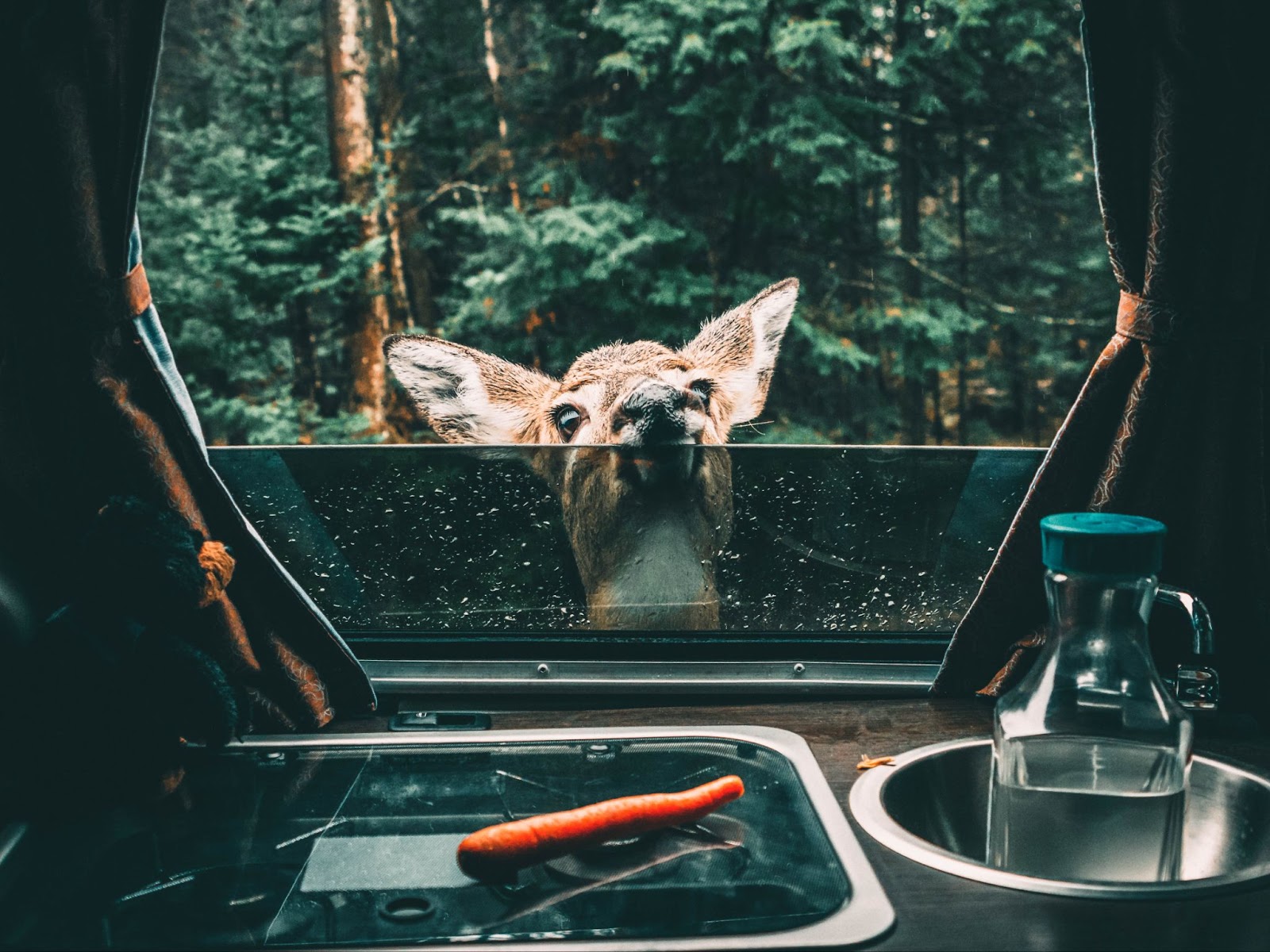 Deer looking into campervan