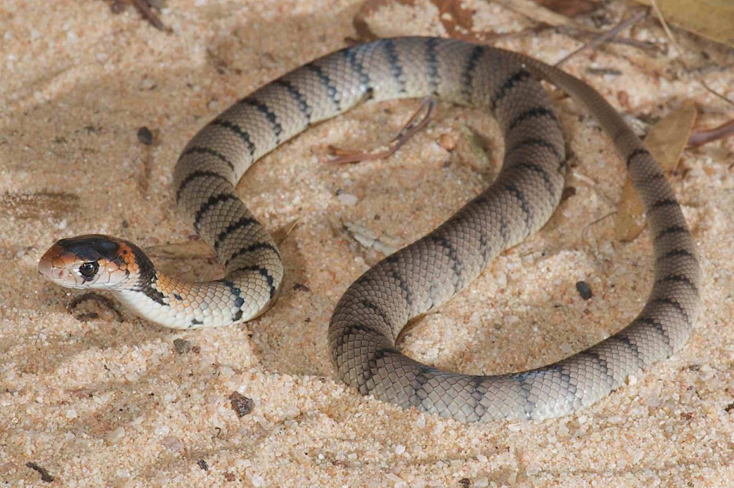 Brown Snakes California