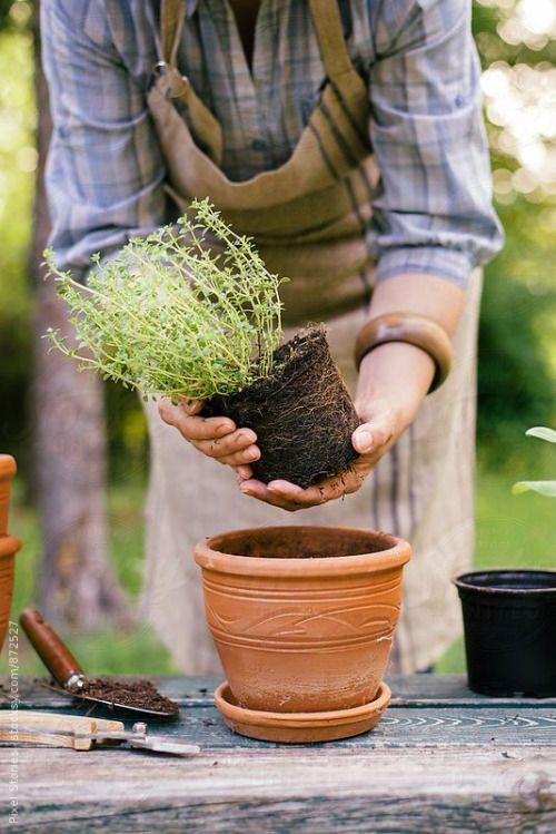 Immediate Repotting 