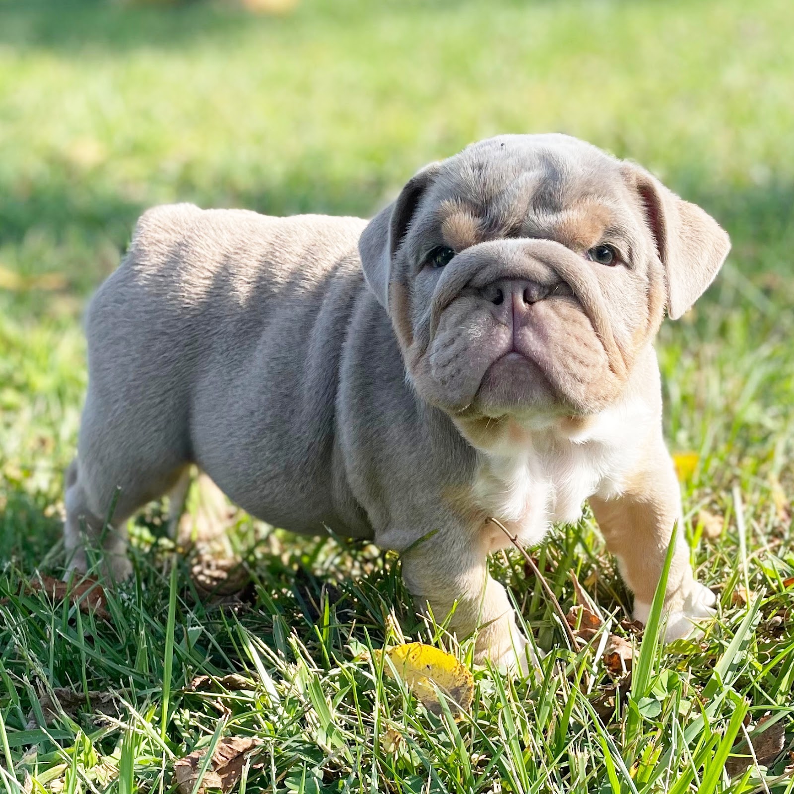 bulldog puppy breed