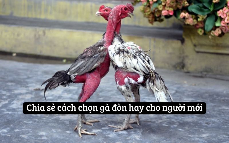 Chia sẻ cách chọn gà đòn hay cho người mới