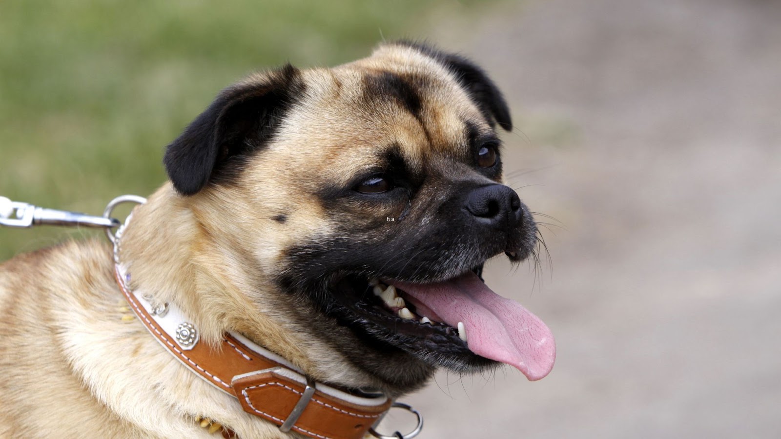 Panting retro pug out on walk on leash