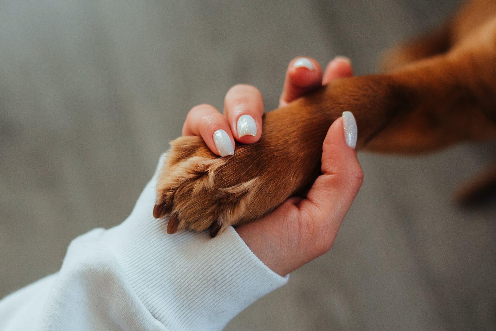 Technology Shape Pet Training