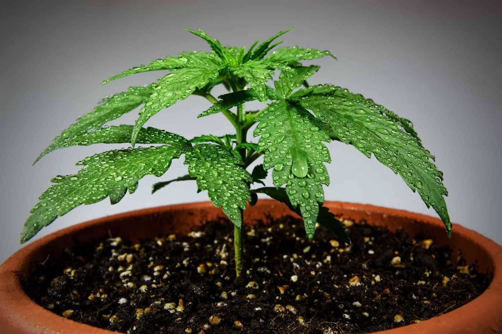 Cannabis Cultivation
