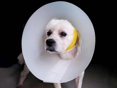 Dog inside cone after neutering