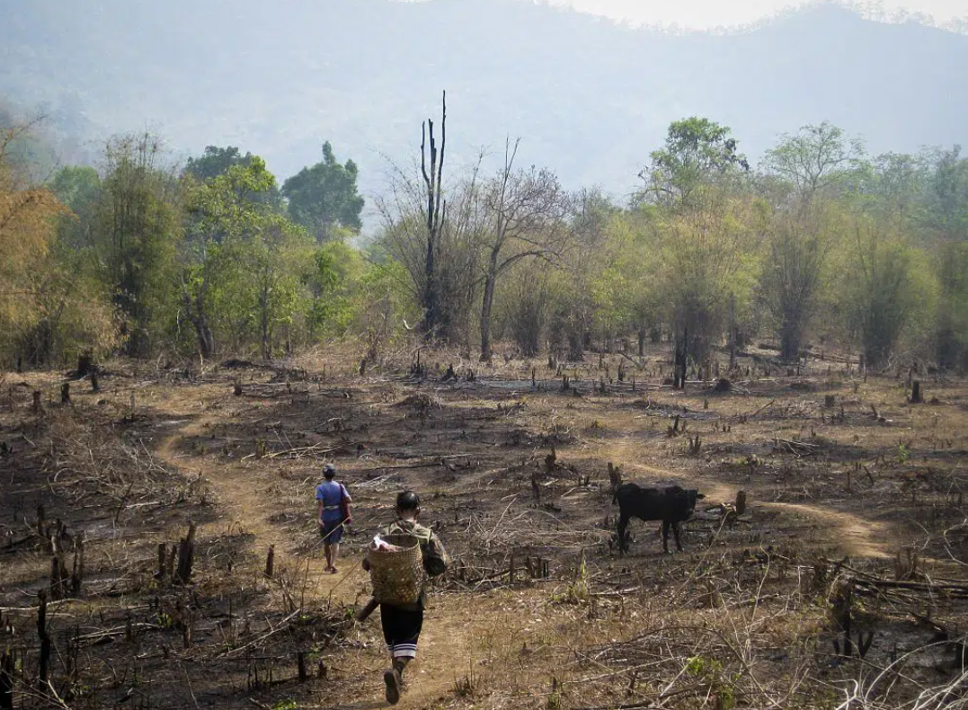 Đông Nam Á là một trong những quốc gia có tỷ lệ phá rừng cao nhất thế giới. Ảnh. earth.org