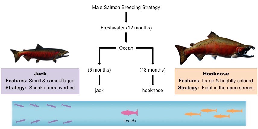 salmon breeding
