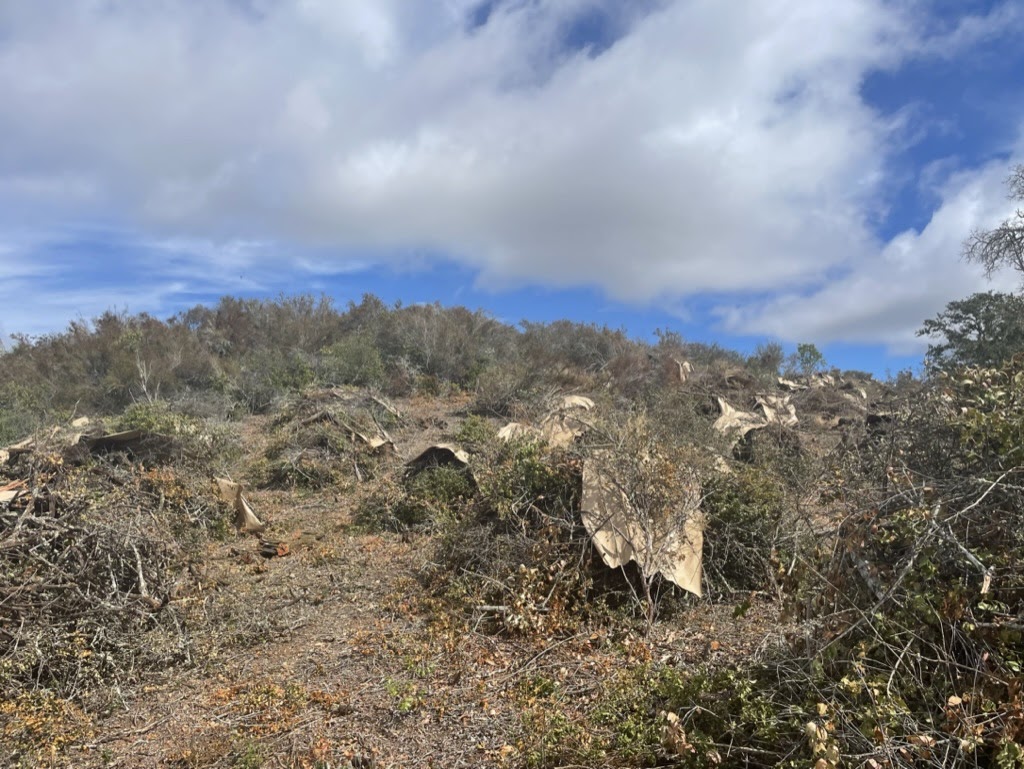 Image of piles created in the chaparral area along the Westridge boundary of Jasper RIdge Biological Preserve