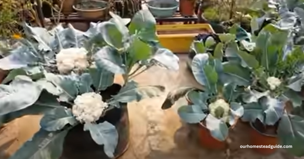 Growing Cauliflower in Pots