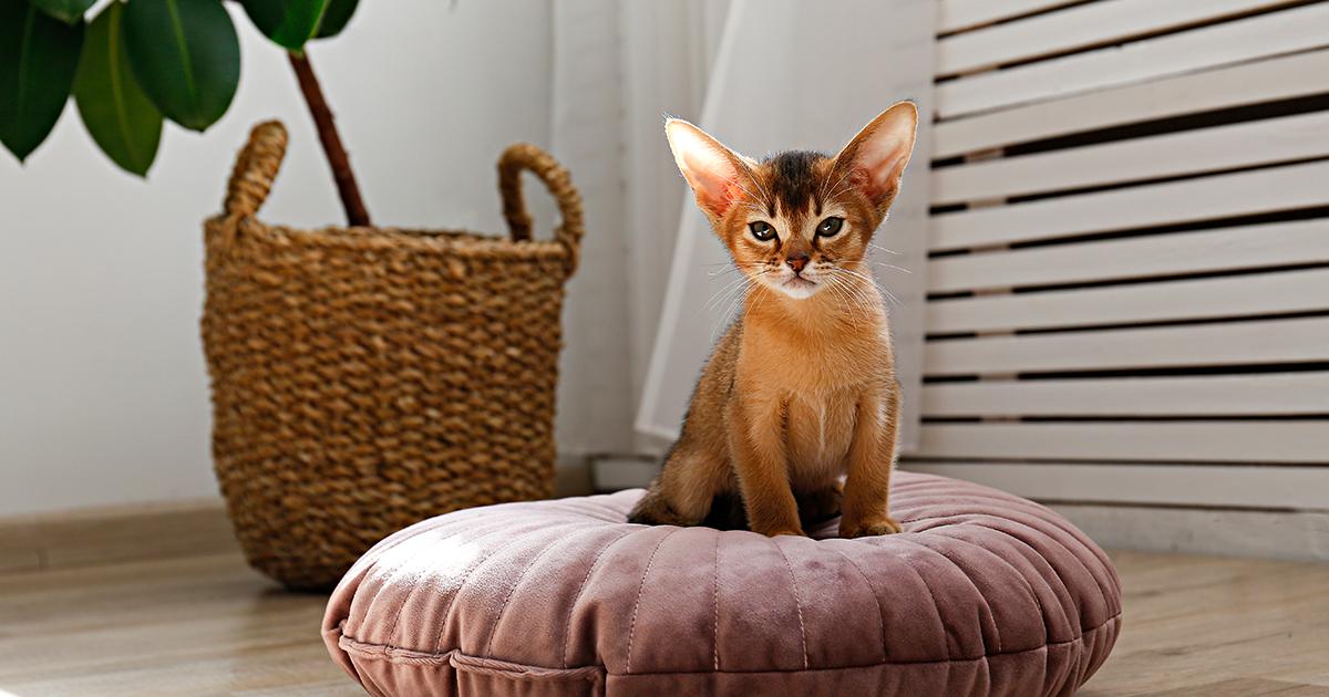 Young Abyssinian cat breed, in a cozy living room on a pillow.