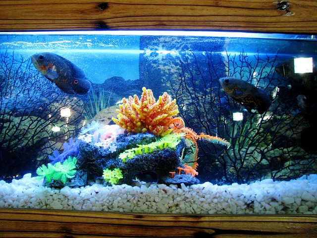 saltwater fish aquarium design