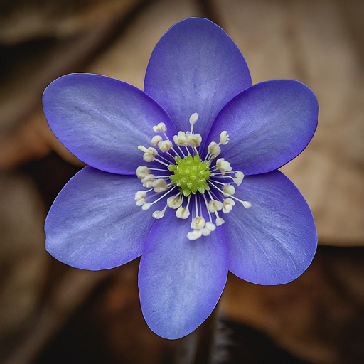 Hepatica Care and Maintenance: Ensuring Success