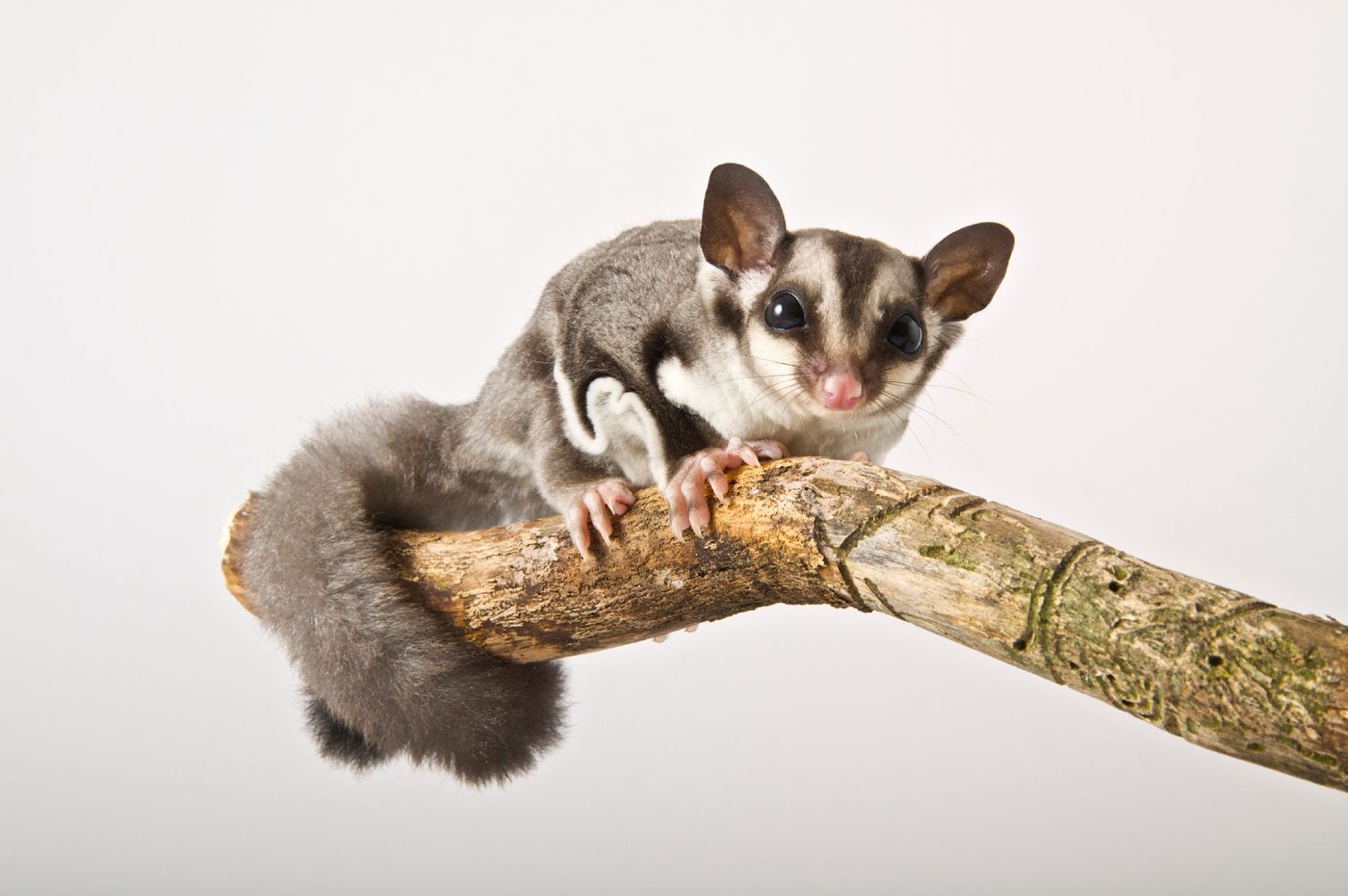 Can Sugar Gliders Eat Cucumbers