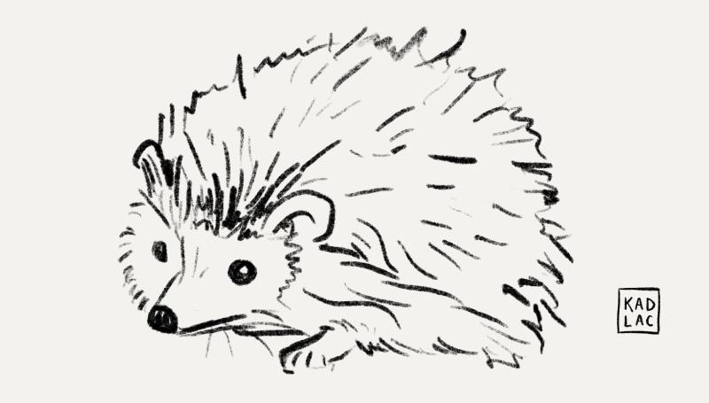 A cute animal sketch of a hedgehog