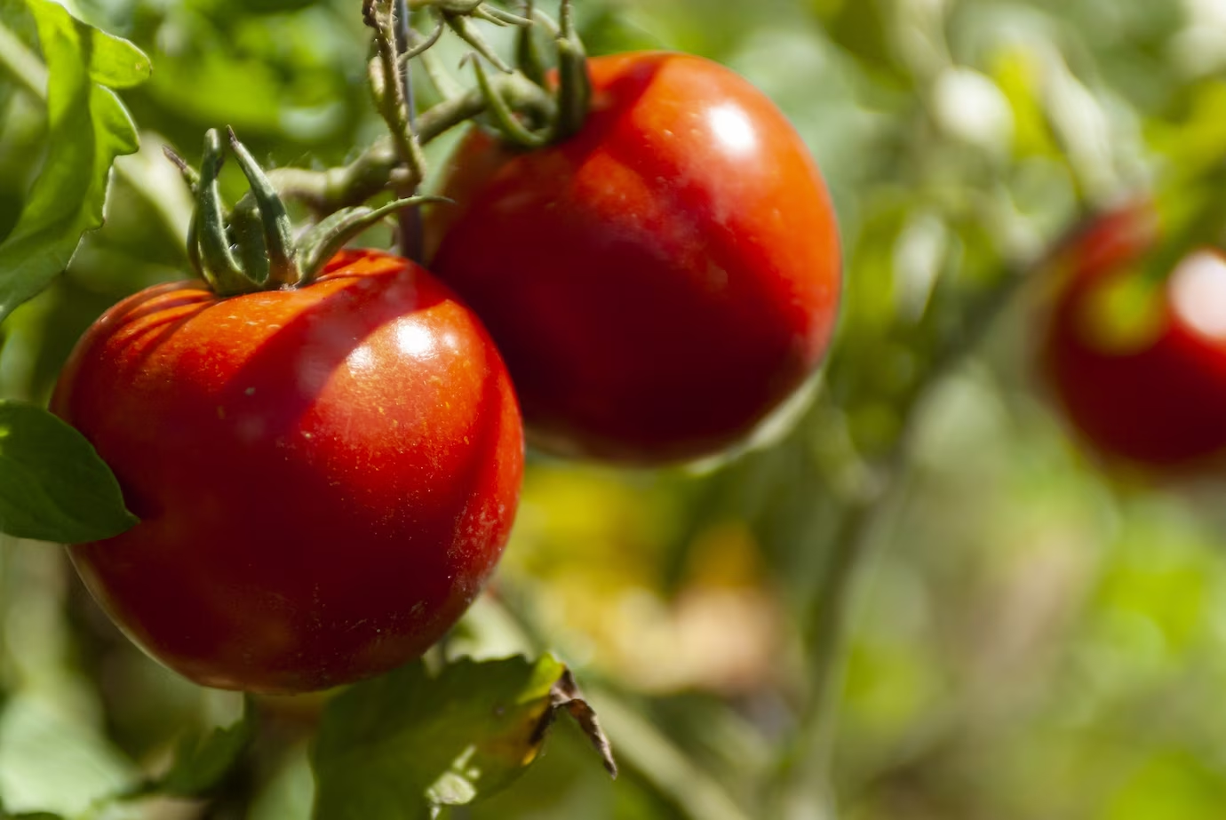 Pomodori - manutenzione della coltura
