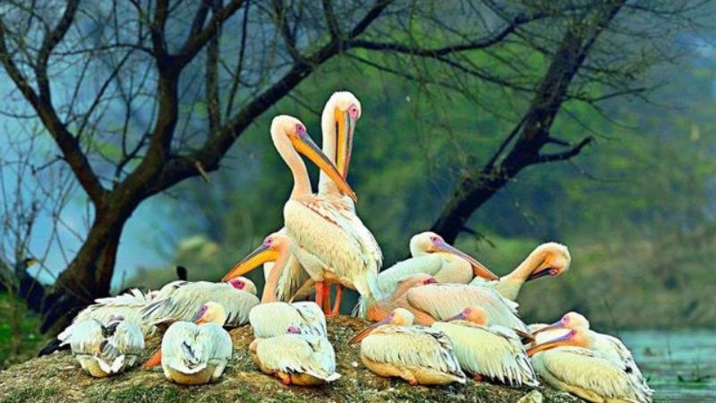 Bharatpur Bird Sanctuary
