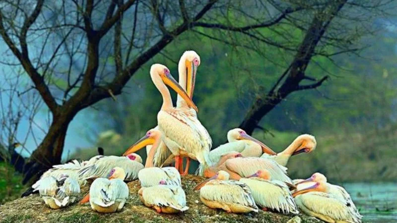 Bharatpur Bird Sanctuary
